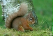Red Squirrel